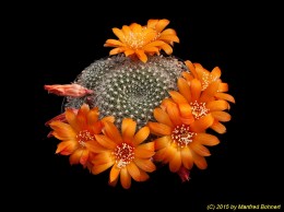 Rebutia edeltraudae RW66 1765